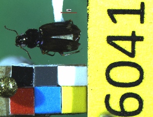  ( - NEONTcarabid6041)  @12 [ ] Copyright (2012) Baldwin, TA National Ecological Observatory Network (NEON) http://www.neoninc.org/content/copyright