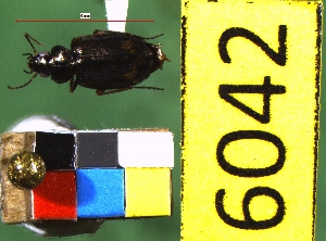  ( - NEONTcarabid6042)  @12 [ ] Copyright (2012) Baldwin, TA National Ecological Observatory Network (NEON) http://www.neoninc.org/content/copyright