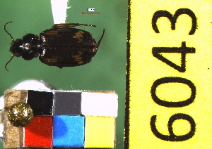  ( - NEONTcarabid6043)  @13 [ ] Copyright (2012) Baldwin, TA National Ecological Observatory Network (NEON) http://www.neoninc.org/content/copyright