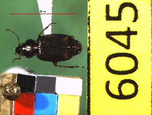  ( - NEONTcarabid6045)  @13 [ ] Copyright (2012) Baldwin, TA National Ecological Observatory Network (NEON) http://www.neoninc.org/content/copyright