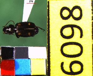  ( - NEONTcarabid6098)  @12 [ ] Copyright (2012) Baldwin, TA National Ecological Observatory Network (NEON) http://www.neoninc.org/content/copyright