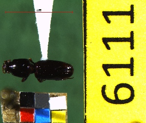  ( - NEONTcarabid6111)  @12 [ ] Copyright (2012) Baldwin, TA National Ecological Observatory Network (NEON) http://www.neoninc.org/content/copyright