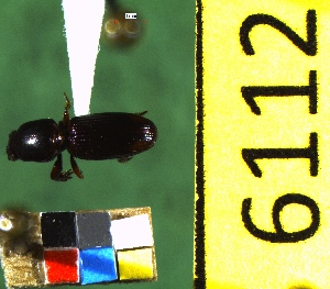  (Clivina D3_B - NEONTcarabid6112)  @12 [ ] Copyright (2012) Baldwin, TA National Ecological Observatory Network (NEON) http://www.neoninc.org/content/copyright