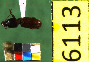  ( - NEONTcarabid6113)  @12 [ ] Copyright (2012) Baldwin, TA National Ecological Observatory Network (NEON) http://www.neoninc.org/content/copyright