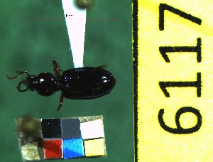  ( - NEONTcarabid6117)  @12 [ ] Copyright (2012) Baldwin, TA National Ecological Observatory Network (NEON) http://www.neoninc.org/content/copyright