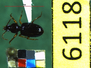  ( - NEONTcarabid6118)  @12 [ ] Copyright (2012) Baldwin, TA National Ecological Observatory Network (NEON) http://www.neoninc.org/content/copyright