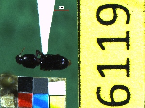  ( - NEONTcarabid6119)  @11 [ ] Copyright (2012) Baldwin, TA National Ecological Observatory Network (NEON) http://www.neoninc.org/content/copyright