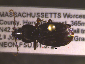  ( - NEONTcarabid1642)  @13 [ ] Copyright (2010) Blevins, KK and Travers, PD National Ecological Observatory Network (NEON) http://www.neoninc.org/content/copyright