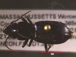  ( - NEONTcarabid1676)  @12 [ ] Copyright (2010) Blevins, KK and Travers, PD National Ecological Observatory Network (NEON) http://www.neoninc.org/content/copyright