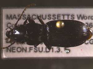  ( - NEONTcarabid1682)  @12 [ ] Copyright (2010) Blevins, KK and Travers, PD National Ecological Observatory Network (NEON) http://www.neoninc.org/content/copyright