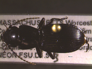  ( - NEONTcarabid1685)  @12 [ ] Copyright (2010) Blevins, KK and Travers, PD National Ecological Observatory Network (NEON) http://www.neoninc.org/content/copyright