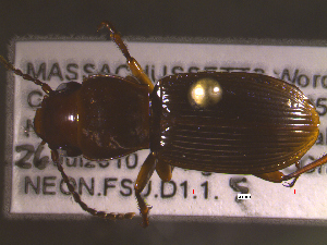  ( - NEONTcarabid1811)  @12 [ ] Copyright (2010) Blevins, KK and Travers, PD National Ecological Observatory Network (NEON) http://www.neoninc.org/content/copyright