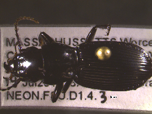  ( - NEONTcarabid1815)  @12 [ ] Copyright (2010) Blevins, KK and Travers, PD National Ecological Observatory Network (NEON) http://www.neoninc.org/content/copyright