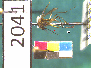  (Aedes aurifer - NEONTculicid2041)  @13 [ ] Copyright (2010) Blevins, KK and Travers, PD National Ecological Observatory Network (NEON) http://www.neoninc.org/content/copyright