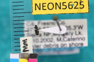  ( - NEONTcarabid5625)  @11 [ ] Copyright (2012) Barton, M National Ecological Observatory Network (NEON) http://www.neoninc.org/content/copyright