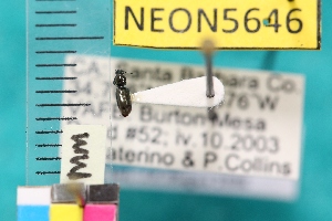  ( - NEONTcarabid5646)  @11 [ ] Copyright (2012) Barton, M National Ecological Observatory Network (NEON) http://www.neoninc.org/content/copyright