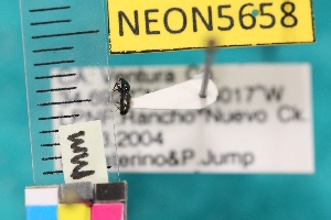  ( - NEONTcarabid5658)  @11 [ ] Copyright (2012) Barton, M National Ecological Observatory Network (NEON) http://www.neoninc.org/content/copyright