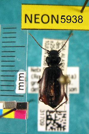 (Nebria gregaria - NEONTcarabid5938)  @13 [ ] Copyright (2012) Barton, M National Ecological Observatory Network (NEON) http://www.neoninc.org/content/copyright