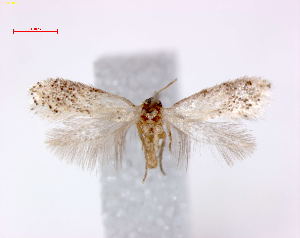  (Ectoedemia tersiusi - RMNH.INS.23988)  @13 [ ] CreativeCommons - Attribution Non-Commercial Share-Alike (2013) Erik J. van Nieukerken Naturalis, Biodiversity Center