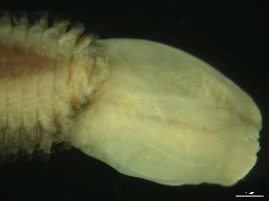  ( - NhombVNMV3)  @12 [ ] CreativeCommons - Attribution Non-Commercial Share-Alike  creativecommons Unspecified