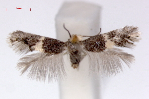  (Ectoedemia phaeolepis - RMNH.INS.23829)  @14 [ ] Copyright (2010) E. J. van Nieukerken 2010 Unspecified