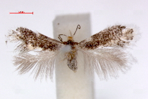  (Ectoedemia pseudoilicis - RMNH.INS.23831)  @14 [ ] Copyright (2010) E. J. van Nieukerken 2010 Unspecified
