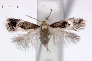  (Ectoedemia leucothorax - RMNH.INS.23834)  @14 [ ] Copyright (2010) E. J. van Nieukerken 2010 Unspecified