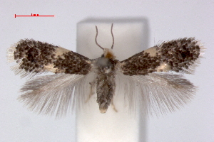  (Ectoedemia contorta - RMNH.INS.23835)  @14 [ ] Copyright (2010) E. J. van Nieukerken 2010 Unspecified
