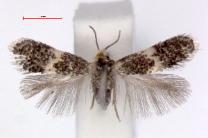  (Ectoedemia cerris - RMNH.INS.23836)  @14 [ ] Copyright (2010) E. J. van Nieukerken 2010 Unspecified