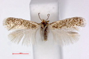  (Ectoedemia gilvipennella - RMNH.INS.23840)  @15 [ ] Copyright (2010) E. J. van Nieukerken 2010 Unspecified