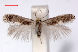  (Ectoedemia ilicis - RMNH.INS.23841)  @13 [ ] Copyright (2010) E. J. van Nieukerken 2010 Unspecified