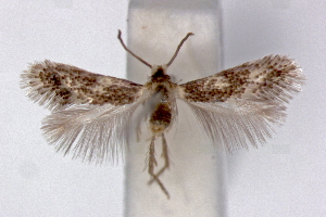  (Ectoedemia algeriensis - RMNH.INS.23842)  @15 [ ] Copyright (2010) E. J. van Nieukerken 2010 Unspecified