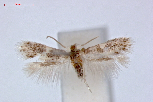  (Ectoedemia aegilopidella - RMNH.INS.23875)  @11 [ ] Copyright (2010) E. J. van Nieukerken 2010 Unspecified