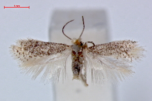  (Ectoedemia alnifoliae - RMNH.INS.23883)  @14 [ ] Copyright (2010) E. J. van Nieukerken 2010 Unspecified