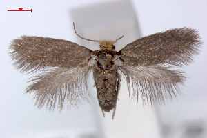  (Ectoedemia populella - RMNH.INS.23886)  @14 [ ] Copyright (2010) E. J. van Nieukerken 2010 Unspecified