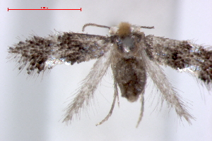  (Ectoedemia RubusBorneo - RMNH.INS.23894)  @13 [ ] Copyright (2010) E. J. van Nieukerken 2010 Unspecified