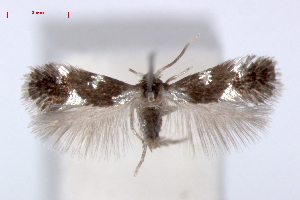  (Ectoedemia quadrinotata - RMNH.INS.23900)  @14 [ ] Copyright (2010) E. J. van Nieukerken 2010 Unspecified