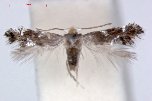  (Ectoedemia CarpinusVietnam - RMNH.INS.23902)  @14 [ ] Copyright (2010) E. J. van Nieukerken 2010 Unspecified