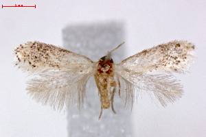  (Ectoedemia Namibia - RMNH.INS.23989)  @11 [ ] Copyright (2010) E. J. van Nieukerken 2010 Unspecified