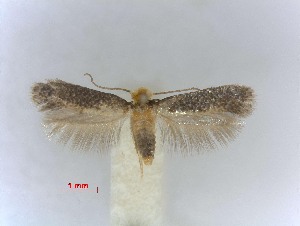  (Glaucolepis melanoptera - RMNH.INS.11651)  @13 [ ] CreativeCommons - Attribution Non-Commercial Share-Alike (2016) E.J. van Nieukerken Naturalis Biodiversity Center