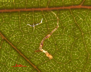  ( - RMNH.INS.31322)  @11 [ ] CreativeCommons  Attribution Non-Commercial Share-Alike (2018) Erik J. van Nieukerken-Naturalis Naturalis Biodiversity Center