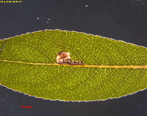  ( - RMNH.INS.31330)  @11 [ ] CreativeCommons  Attribution Non-Commercial Share-Alike (2019) Erik J. van Nieukerken-Naturalis Naturalis Biodiversity Center