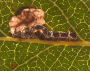  ( - RMNH.INS.31330)  @11 [ ] CreativeCommons  Attribution Non-Commercial Share-Alike (2019) Erik J. van Nieukerken-Naturalis Naturalis Biodiversity Center