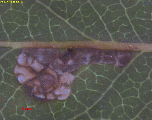  ( - RMNH.INS.31330)  @11 [ ] CreativeCommons  Attribution Non-Commercial Share-Alike (2019) Erik J. van Nieukerken-Naturalis Naturalis Biodiversity Center