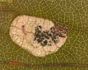  (Ectoedemia spinosella - RMNH.INS.31332)  @11 [ ] CreativeCommons  Attribution Non-Commercial Share-Alike (2019) Erik J. van Nieukerken-Naturalis Naturalis Biodiversity Center