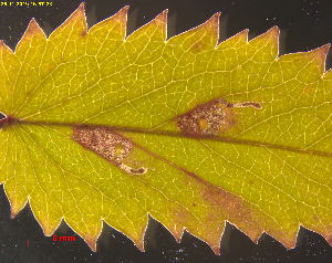  ( - RMNH.INS.31388)  @12 [ ] CreativeCommons  Attribution Non-Commercial Share-Alike (2020) Erik J. van Nieukerken-Naturalis Naturalis Biodiversity Center