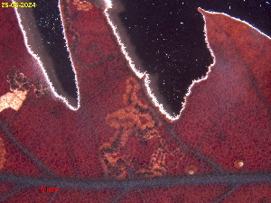  ( - RMNH.INS.31781)  @11 [ ] CreativeCommons  Attribution (by) (2025) Erik J. van Nieukerken-Naturalis Naturalis Biodiversity Center