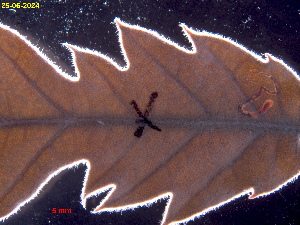  ( - RMNH.INS.31782)  @11 [ ] CreativeCommons  Attribution (by) (2025) Erik J. van Nieukerken-Naturalis Naturalis Biodiversity Center