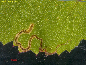  ( - RMNH.INS.31823)  @11 [ ] CreativeCommons  Attribution (by) (2025) Erik J. van Nieukerken-Naturalis Naturalis Biodiversity Center