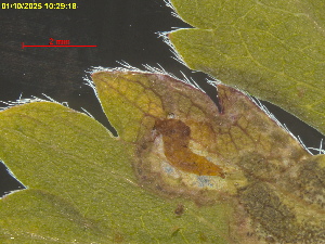  ( - RMNH.INS.31850)  @11 [ ] CreativeCommons  Attribution (by) (2025) Erik J. van Nieukerken-Naturalis Naturalis Biodiversity Center